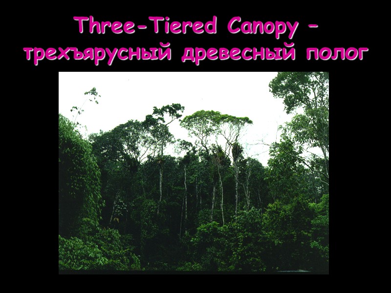 Three-Tiered Canopy – трехъярусный древесный полог